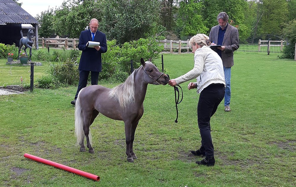 radar ik lees een boek hout Mini paardjes Zottegem | Minipaardjes fokkerij belgië | Stal Villa Rubyca
